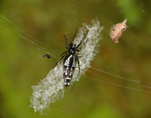 Cyclosa bianchoria