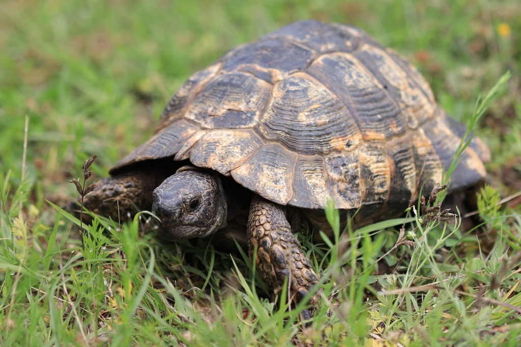 Asia Minor Tortoise (Reptiles of Romania) · iNaturalist