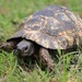 Asia Minor Tortoise - Photo (c) Матвей Олегович Киселёв, some rights reserved (CC BY-NC), uploaded by Матвей Олегович Киселёв
