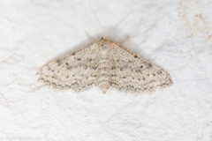 Scopula plantagenaria