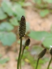 Plantago lanceolata