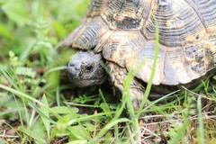 Testudo graeca ibera