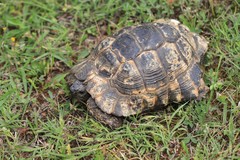 Testudo graeca ibera