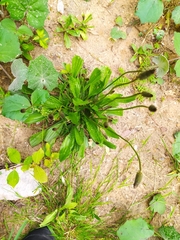 Plantago lanceolata