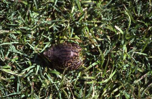 Hemisus marmoratus