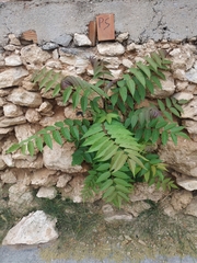 Ailanthus altissima
