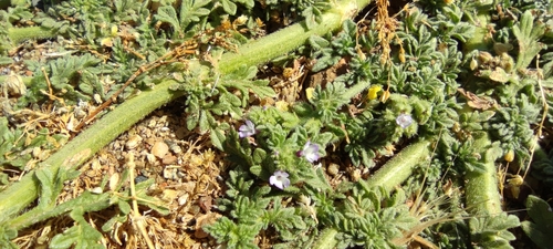 Supine vervain (Verbena supina)