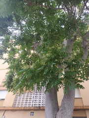 Ailanthus altissima