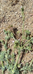 Verbena supina