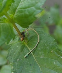 Ischnura evansi