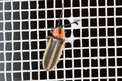 Photinus texanus