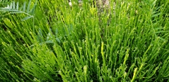 Equisetum palustre