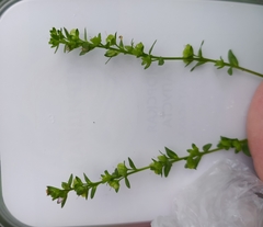 Veronica serpyllifolia