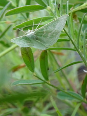 Thetidia smaragdaria