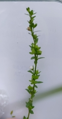 Veronica serpyllifolia