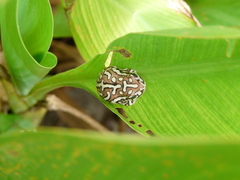Hyperolius parallelus
