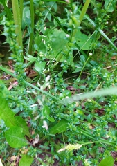 Veronica serpyllifolia