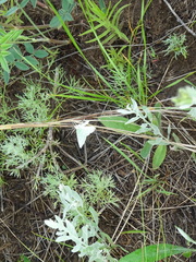 Thetidia smaragdaria