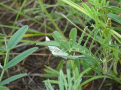 Thetidia smaragdaria