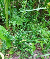 Veronica serpyllifolia