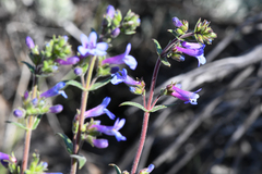 Penstemon humilis