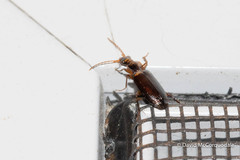 Dromiusina