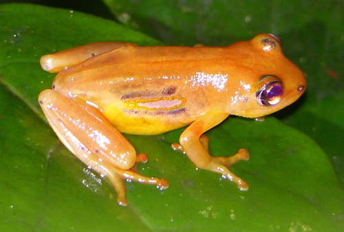 Hyperolius substriatus