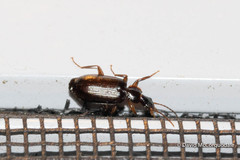Dromiusina