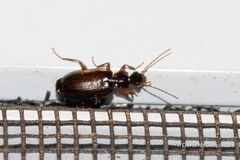 Dromiusina