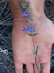 Penstemon humilis