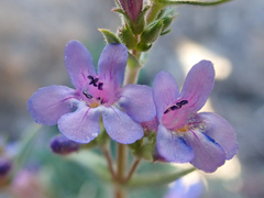 Penstemon humilis