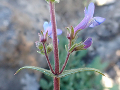 Penstemon humilis