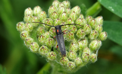 Phytoecia pustulata