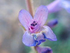 Penstemon humilis