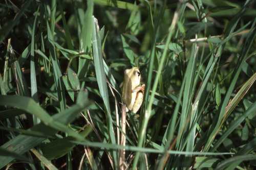 Hyperolius viridiflavus