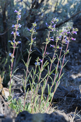 Penstemon humilis