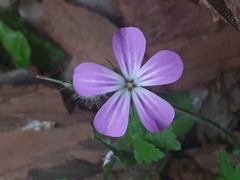 Geranium robertianum