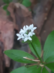 Galium odoratum