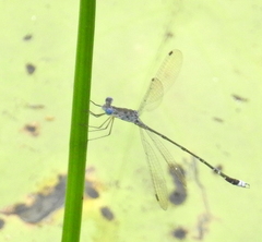 Lestes tridens