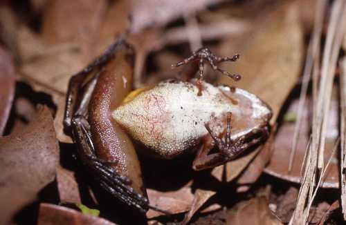 Gephyromantis ambohitra