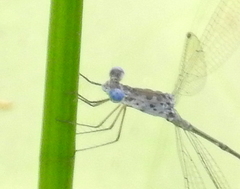 Lestes tridens