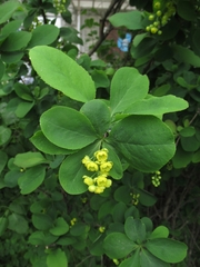 Berberis thunbergii