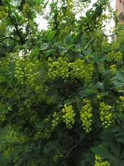 Berberis thunbergii