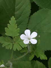 Geranium robertianum