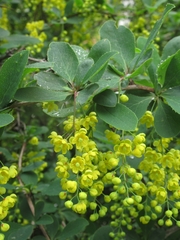 Berberis thunbergii