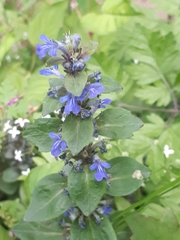 Ajuga reptans