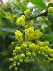 Berberis thunbergii
