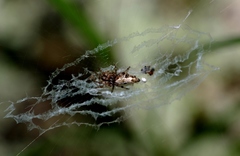 Cyclosa argenteoalba