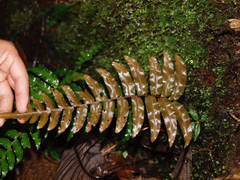 Blechnum occidentale