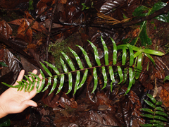 Blechnum occidentale